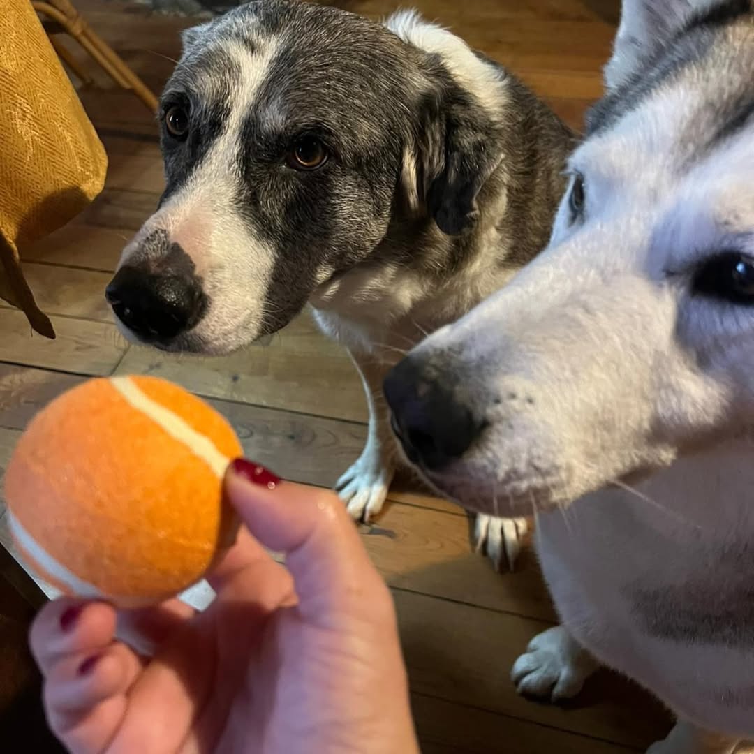 Perros jugando con la pelota del kit de bienvenida